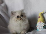 À réserver 2 chatons Persans (LOOF)