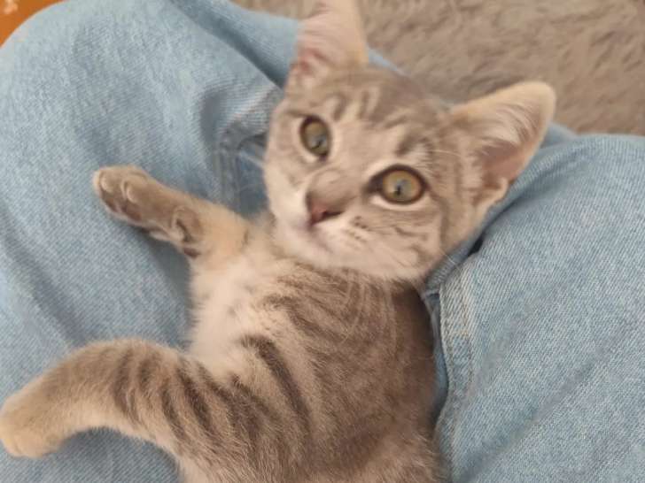 En attente d’un foyer : chaton femelle gris