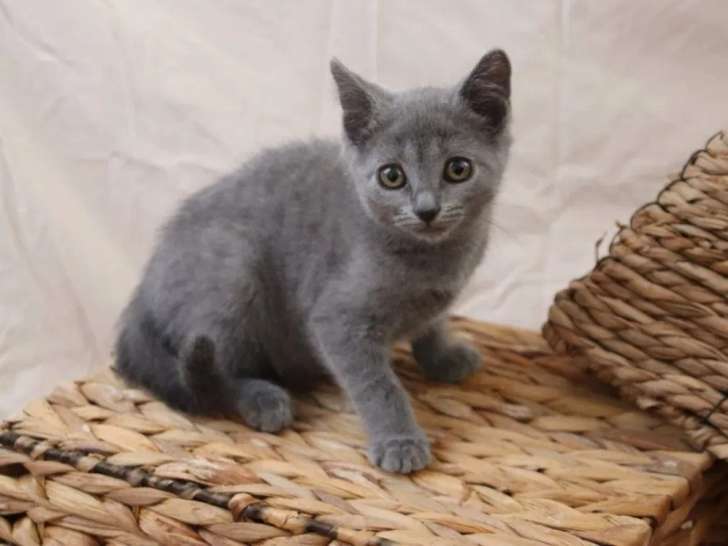 4 chatons Chartreux LOOF disponibles à la réservation