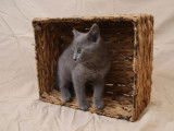 4 chatons Chartreux LOOF disponibles à la réservation
