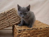 4 chatons Chartreux LOOF disponibles à la réservation