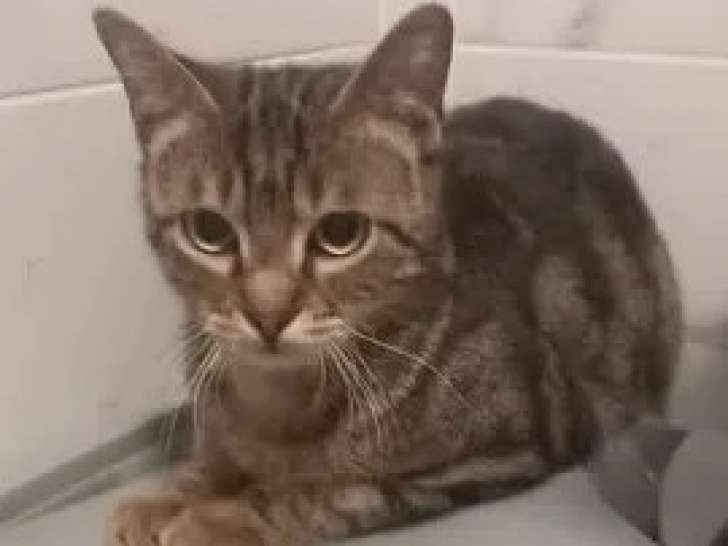 En quête d’une famille : chatte de couleur tigrée
