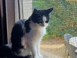 Adoption disponible : chatte de 3 ans