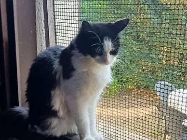 Adoption disponible : chatte de 3 ans