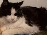 Adoption disponible : chatte de 3 ans