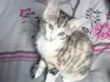 À la recherche d'un foyer : chaton femelle tigré blanc