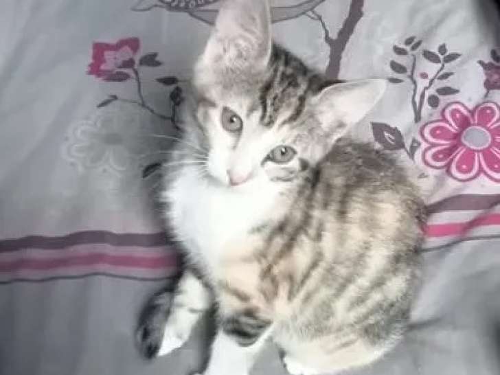 À la recherche d'un foyer : chaton femelle tigré blanc