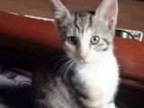À la recherche d'un foyer : chaton femelle tigré blanc