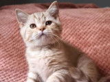 Un chaton mâle British Shorthair tacheté disponible à la vente (LOOF)