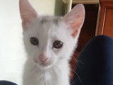 Chatonne de 3 mois à adopter