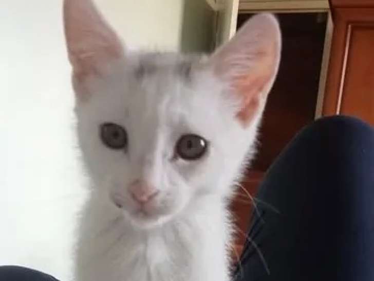 Chatonne de 3 mois à adopter