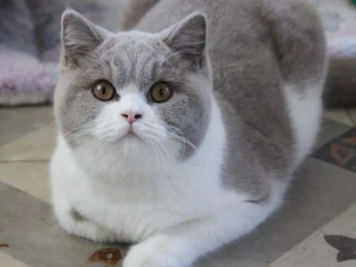 Une jeune chatte British Shorthair LOOF lilas à acheter