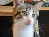 Chatonne de 3 mois en attente d'adoption