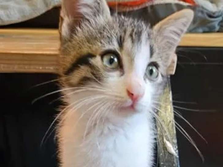 Chatonne de 3 mois en attente d'adoption