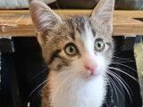 Chatonne de 3 mois en attente d'adoption