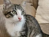 Chaton mâle âgé de 3 mois prêt pour l’adoption