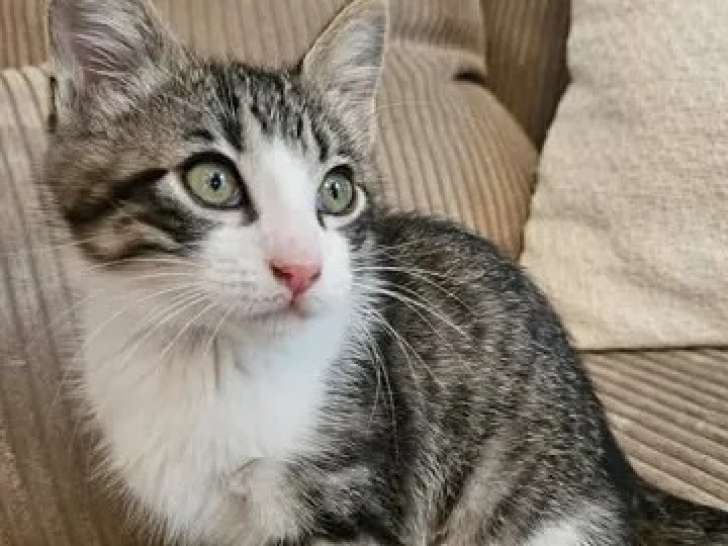 Chaton mâle âgé de 3 mois prêt pour l’adoption