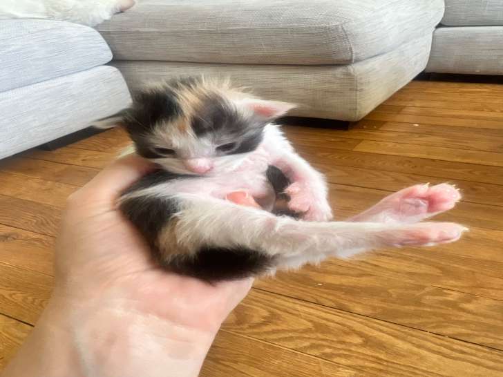 Chatons Maine Coon LOOF à vendre