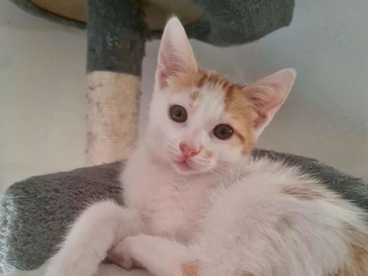 Douglas, chaton roux et blanc à adopter en association