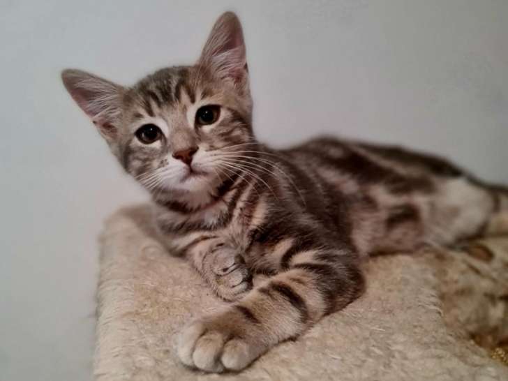 Koto, chaton tigré à adopter en association