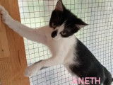 En attente d'adoption, chatonne de 3 mois