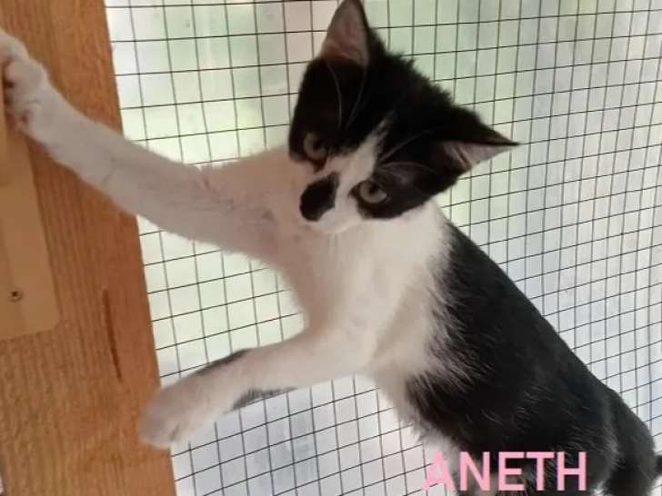 En attente d'adoption, chatonne de 3 mois