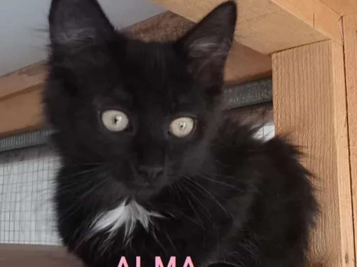 Prête pour l’adoption, chatonne âgée de 2 mois