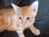 En attente d’une famille, chaton femelle roux