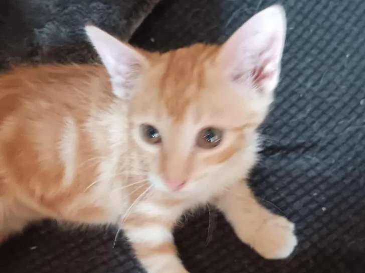 En attente d’une famille, chaton femelle roux