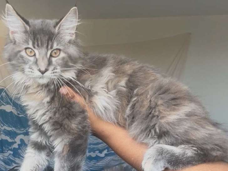 Asuna, Femelle Blue Tortie Maine Coon LOOF à vendre