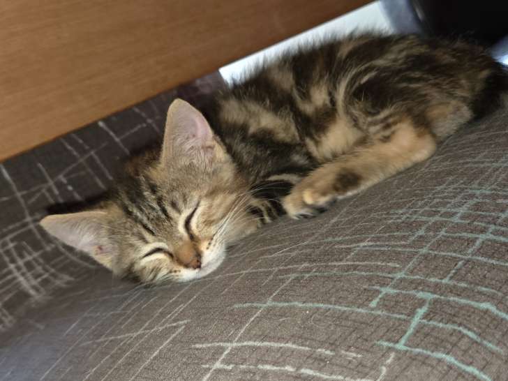 Chatonne tigrée à donner