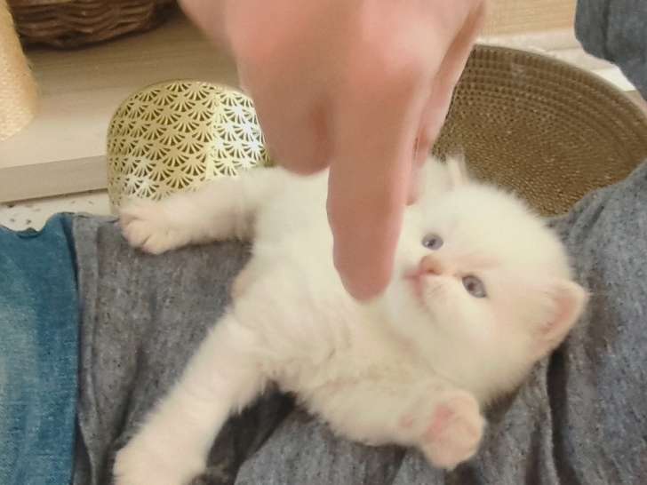 Chatons de race British Longhair à vendre (2 mâles)