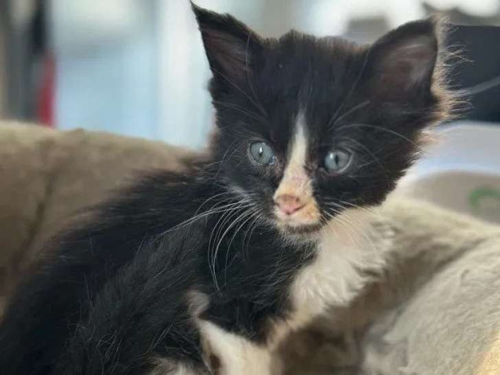 À réserver 4 chatons Maine Coons (LOOF)