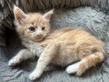 À réserver 4 chatons Maine Coons (LOOF)