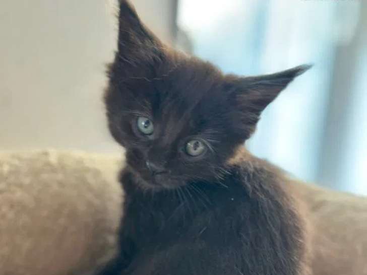 1 chatonne Maine Coon LOOF disponible à la réservation