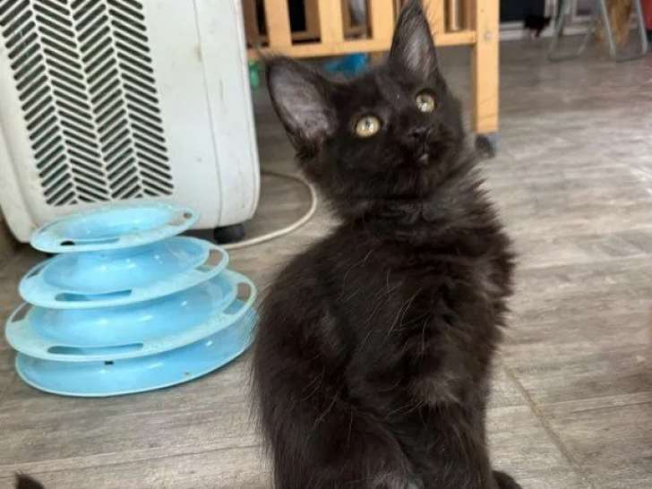 À réserver 2 chatons Maine Coons LOOF