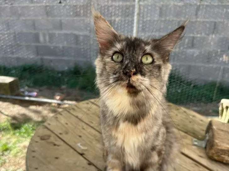 2 chatonnes Maine Coon à réserver (LOOF)