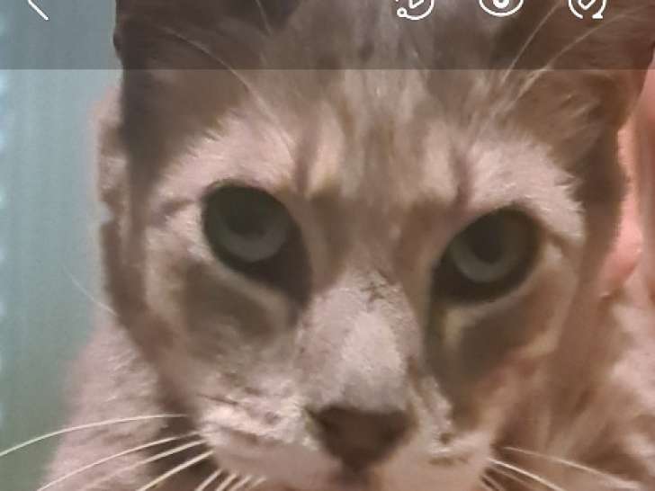 Jeune chat gris aux yeux verts à donner
