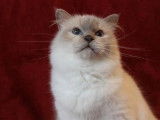 Une chatte Sacré de Birmanie LOOF de 5 ans lilac point disponible à la réservation