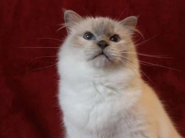Une chatte Sacré de Birmanie LOOF de 5 ans lilac point disponible à la réservation