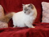 Une chatte Sacré de Birmanie LOOF de 5 ans lilac point disponible à la réservation