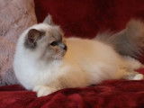 Une chatte Sacré de Birmanie LOOF de 5 ans lilac point disponible à la réservation
