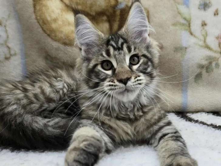 À vendre 6 chatons Maine Coons LOOF