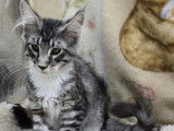 À vendre 6 chatons Maine Coons LOOF