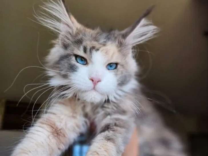 Une chatonne Maine Coon LOOF bleu tortie disponible à la vente