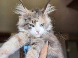 Une chatonne Maine Coon LOOF bleu tortie disponible à la vente