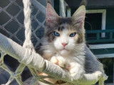 Une chatonne Maine Coon LOOF bleu tortie disponible à la vente