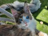Une chatonne Maine Coon LOOF bleu tortie disponible à la vente