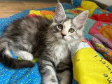 À réserver 2 chatonnes Maine Coons (LOOF)
