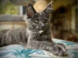 1 chaton femelle Maine Coon à réserver (LOOF)